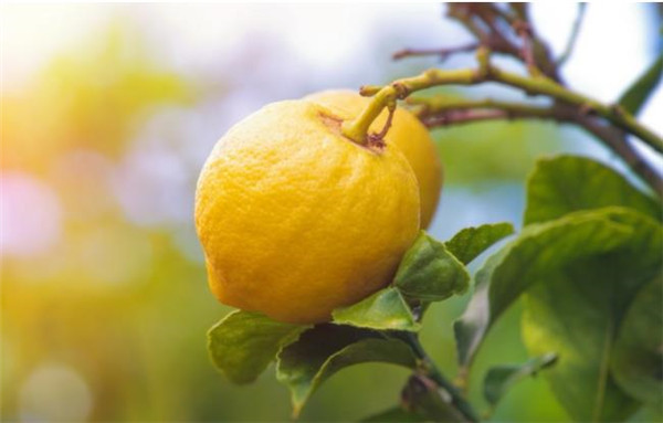 网红甜柠檬吃起来真是甜的吗罕见野生品种你能接受柠檬不酸吗
