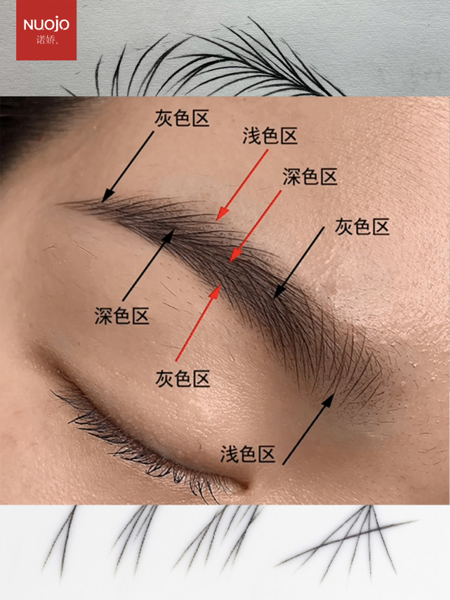 纹绣素描入门基础知识:线条眉排列素描步骤