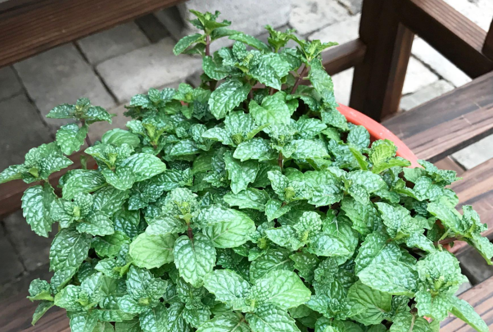 防蚊植物_防蚊植物有哪些_防蚊植物