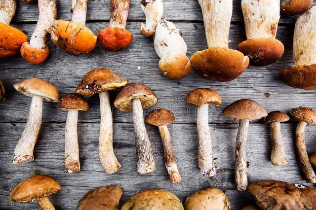 9大常见蘑菇菌类的最佳吃法,这么做比肉还香!