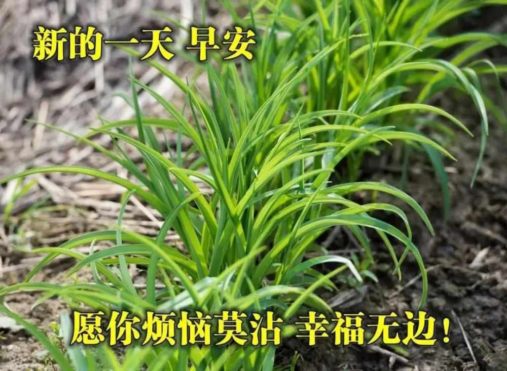 中老年表情包,稳稳当当做事情,从从容容过生活!