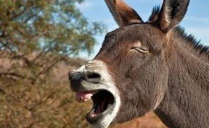 而后,那头驴子更是被眼前的一幕逗得开心的笑了出来.