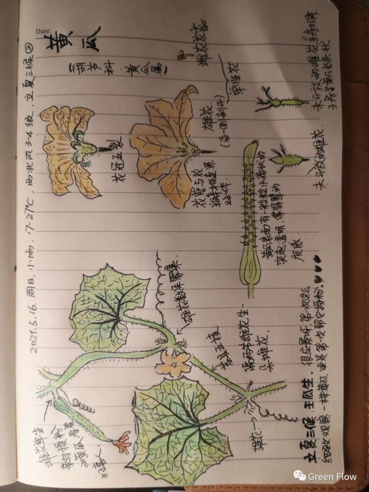 我的阳台小菜园一株黄瓜是如何努力长大的