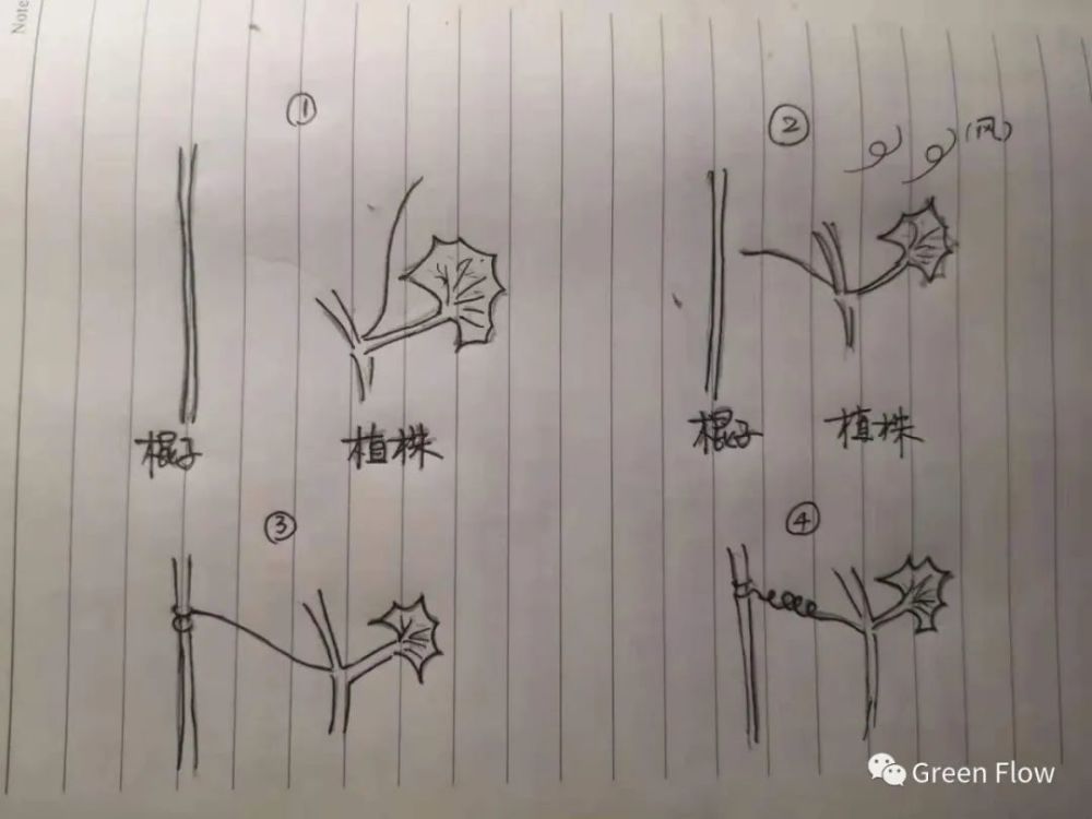 我的阳台小菜园:一株黄瓜是如何努力长大的?