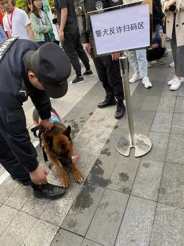 扫码就能摸警犬什么神奇app让上海民警这么拼