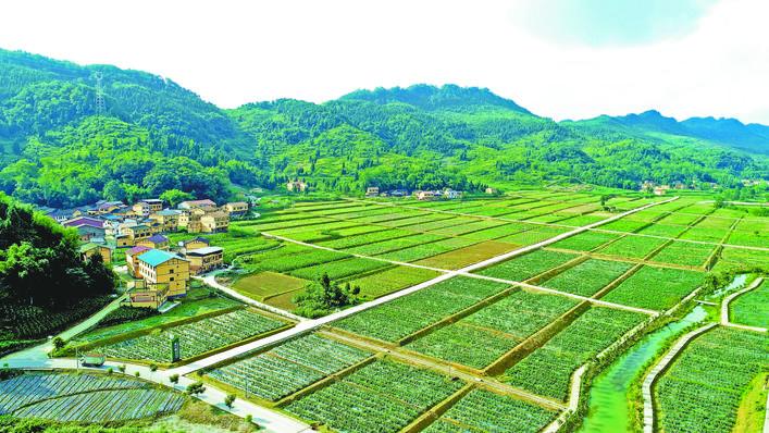 果蔬基地,一座座美丽村落…初夏时节,走进邻水县广大乡村,产业兴旺