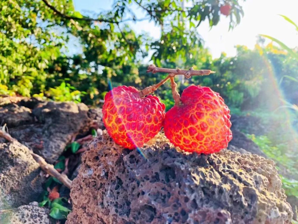 周末去哪儿玩?火山荔枝王,葡萄……采摘攻略收好不谢!