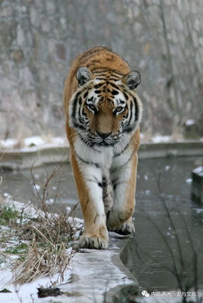 "捡虎栈"是六七十年前林海雪原中的一种狩猎方式 惊险