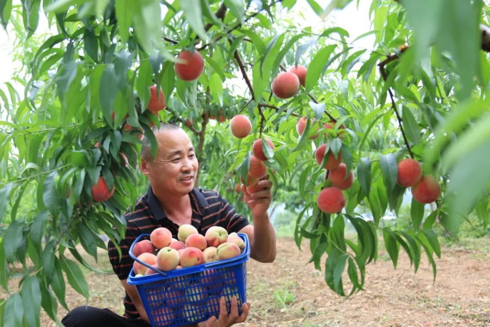 采摘季!水蜜桃,蓝莓,小番茄……水果缤纷登场,来品尝夏日的甜蜜滋味!