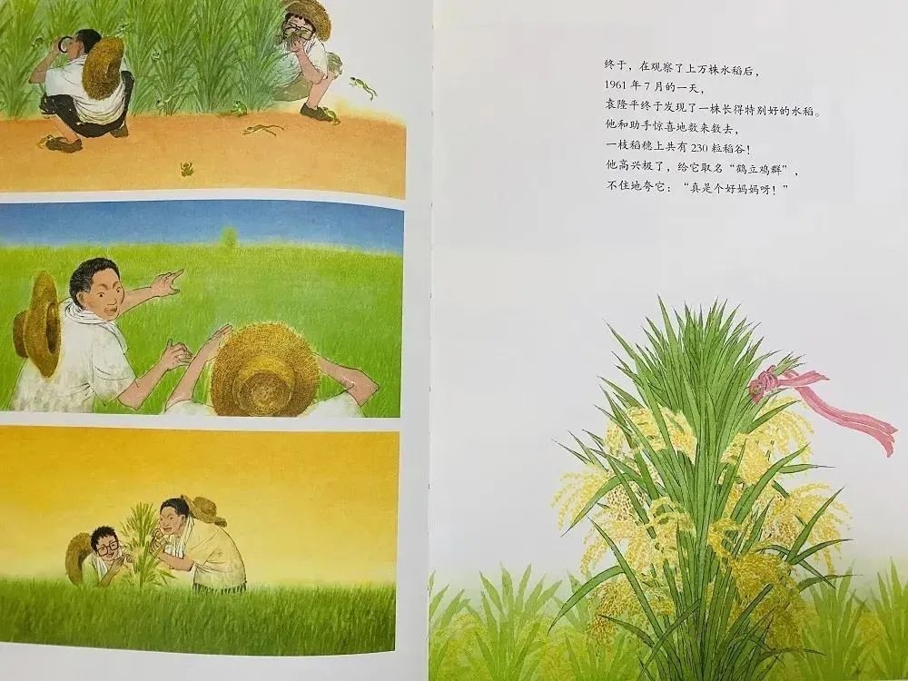 袁隆平绘本故事《一粒种子改变世界》,推荐给孩子们