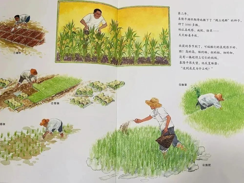 袁隆平绘本故事《一粒种子改变世界》,推荐给孩子们