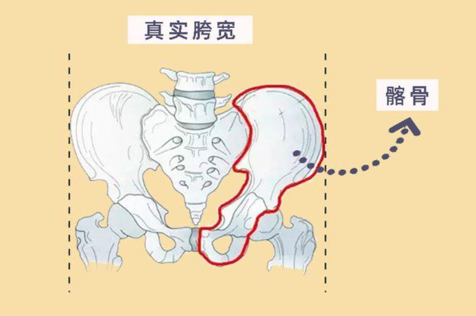 图中 蓝色圈部分是腰,红色圈部分是胯,橘色的是股骨大转子,视觉上,胯