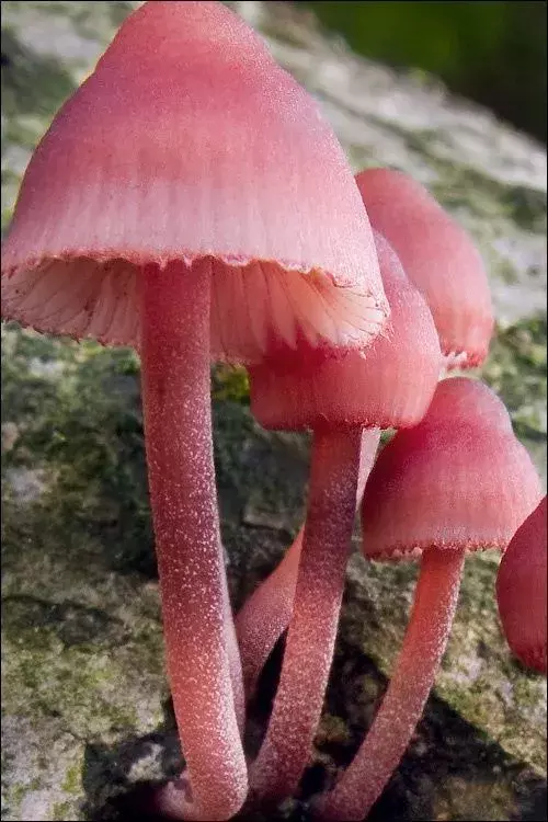 粉色的果冻蘑菇 看上去好好吃▼
