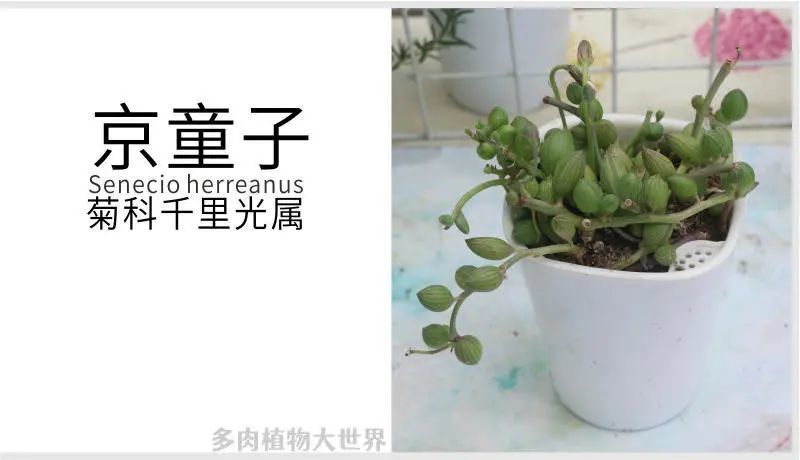 "京童子"菊科千里光属多肉植物,垂吊形植物