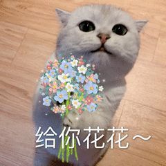 可爱猫猫表情包|你压着我jio了