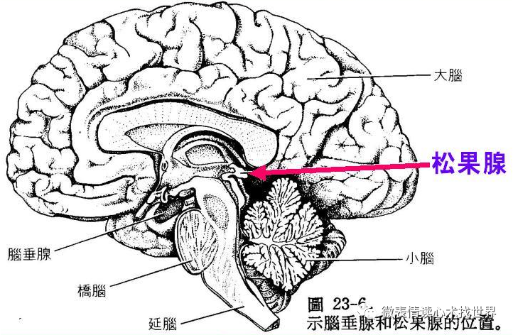 微表情心理学第四十八课 情绪-骗子是如何控制你的行为?