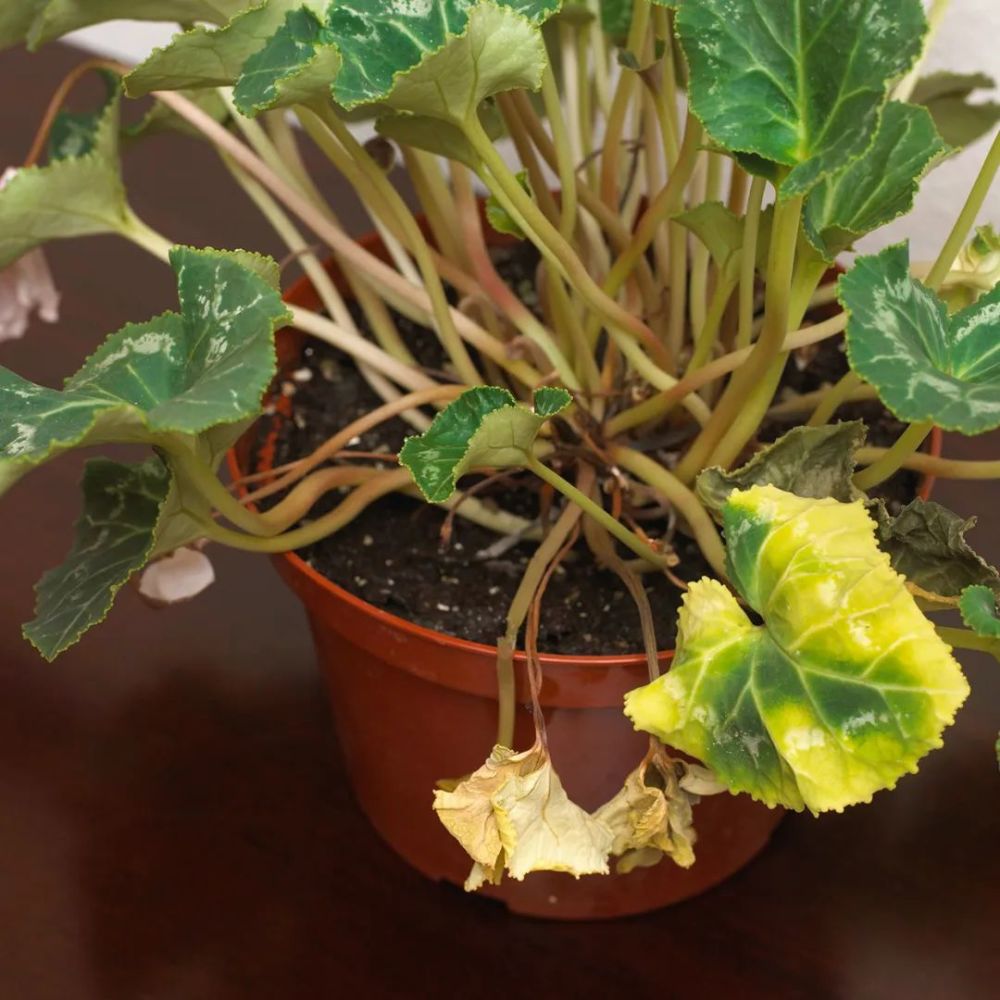 室内植物叶子发黄干枯的7大原因,附上解决方法