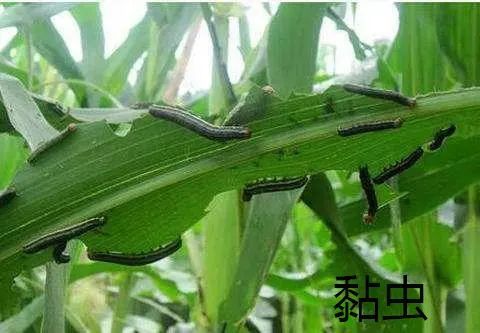 玉米粘虫是一种玉米作物虫害中常见的主要害虫之一,经常在白天潜伏