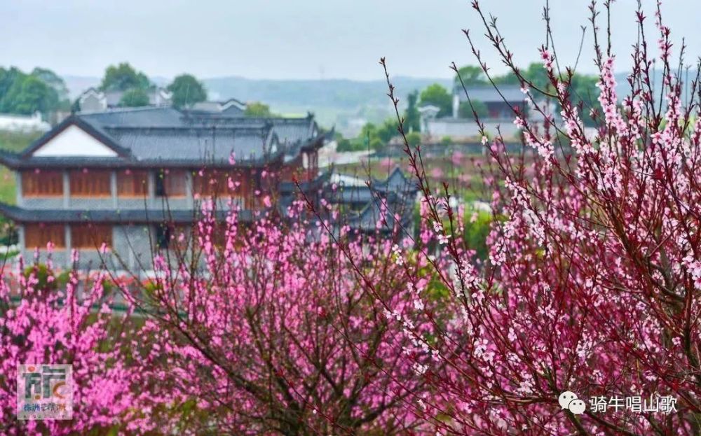 传说中的兴化"桃林花海"竟是这幅模样!