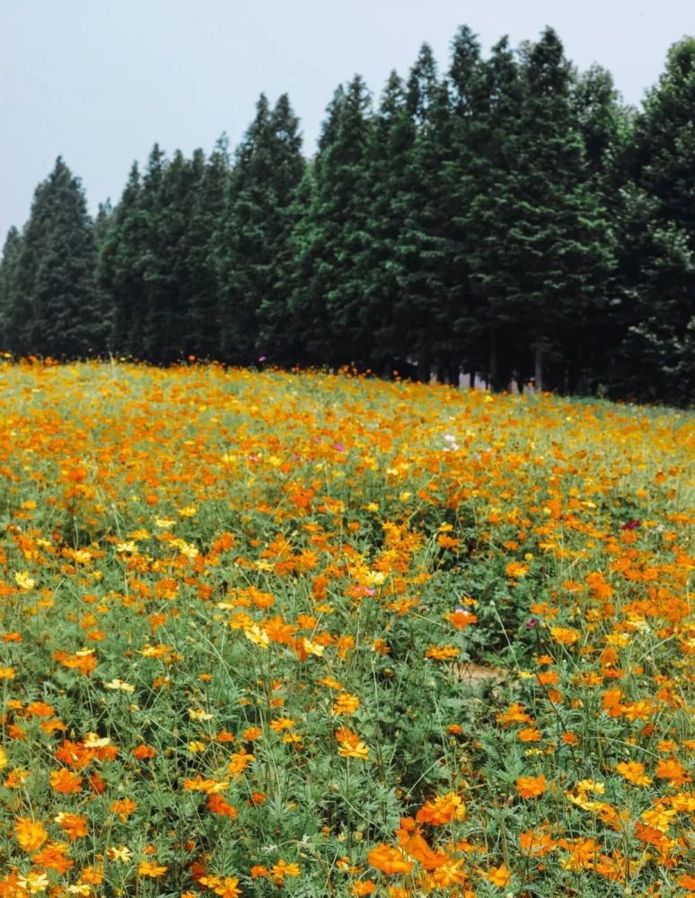 冷门无门票成都又挖出几个超美花海夏日浪漫到爆