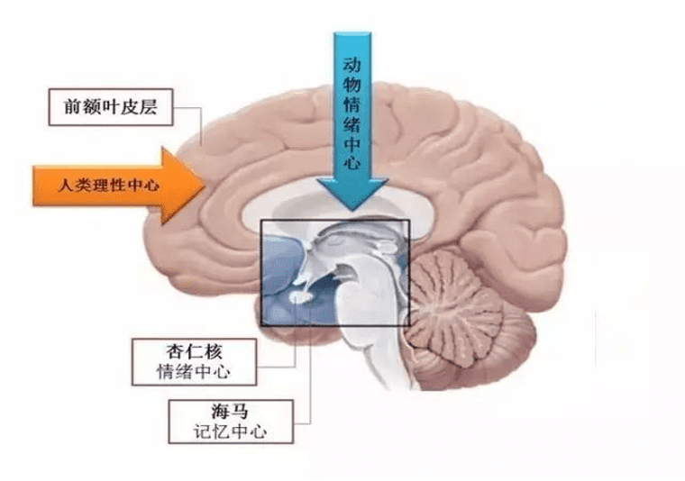 我们先将记忆比喻成一个浩大文件系统,我们大脑中颞叶深部的结构-海马