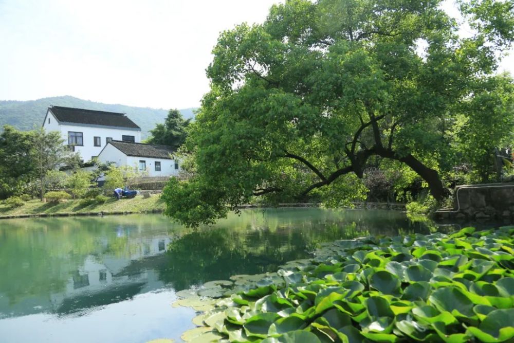 树山村,夏日里的桃源_腾讯新闻