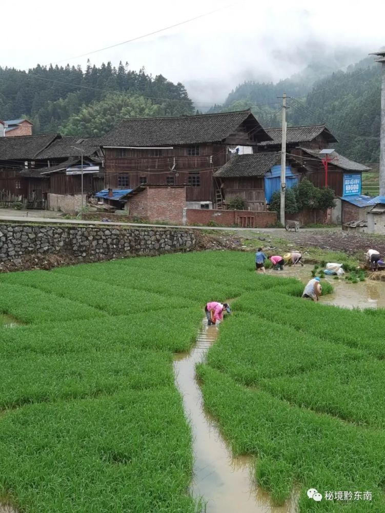 【图说】贵州锦屏:抢抓好时节 水稻插秧忙