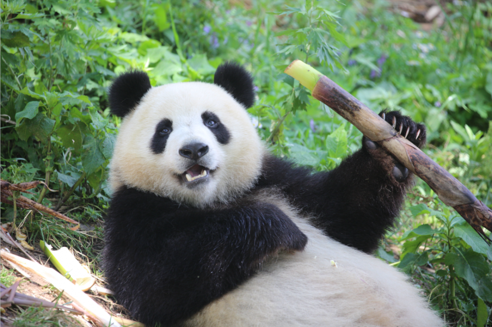 秦岭这个公园刚刚开放!西安人在家门口就能看棕色大熊猫!