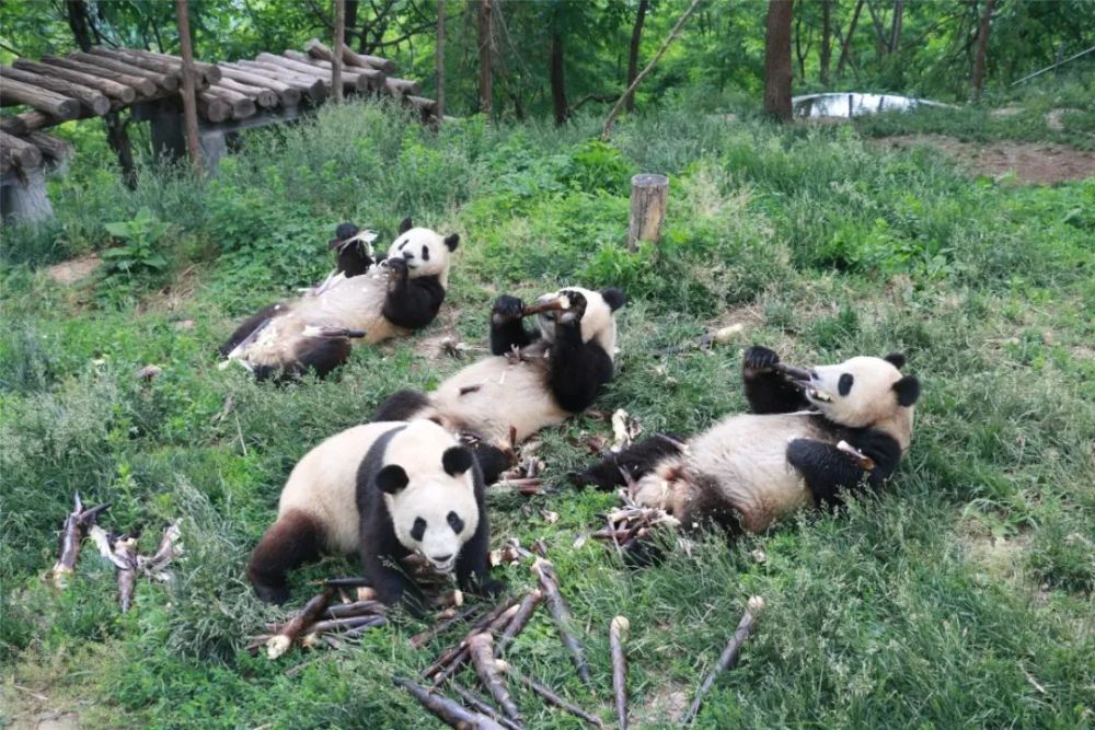 秦岭这个公园刚刚开放!西安人在家门口就能看棕色大熊猫!