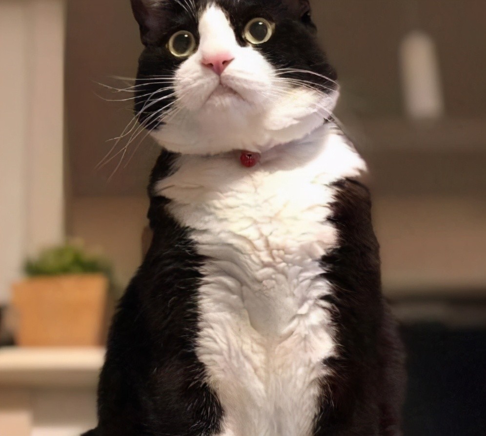 铲屎官养了一只奶牛猫因为长得太出格网友质疑其拆家能力