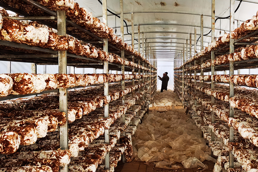 三农经:大棚香菇高产栽培技术总结,这9点实现高产和高