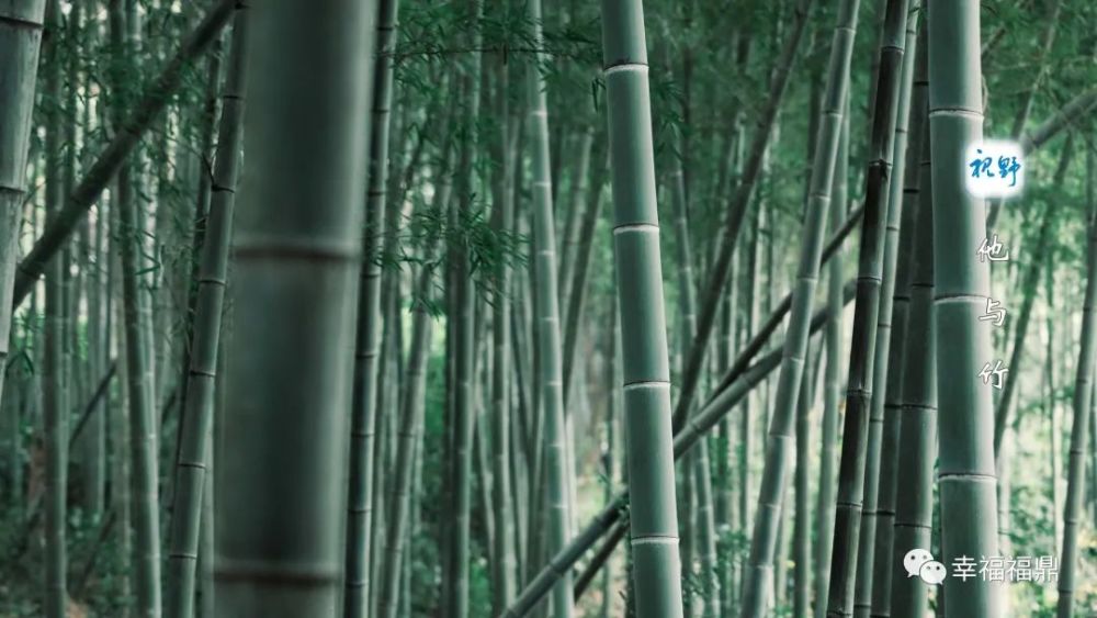 风衣竹食_和平精英黄金风衣图片(2)