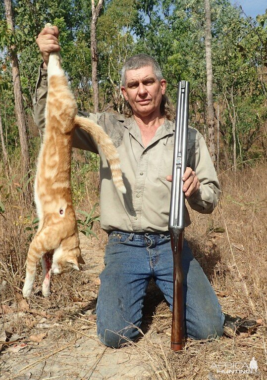 为何澳洲野猫泛滥,仍旧爆发鼠灾?不仅是天灾,也有人祸