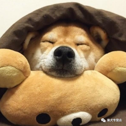 柴犬是非常可爱的宠物,在日本是很受欢迎的品种,很多的家庭都在饲养.