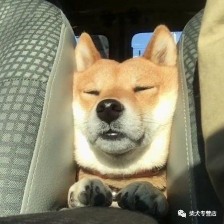 网红柴犬多少钱一只怎么挑选网红柴