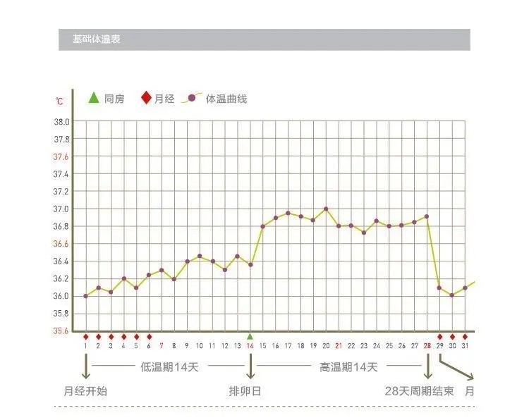 "排卵期"来了,身体会发出的信号,备孕中的人要抓住机会