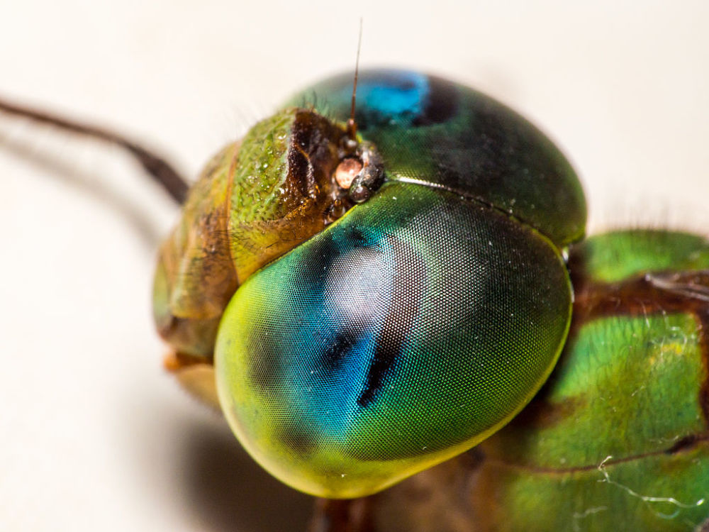 图注:蜻蜓的头部几乎被眼睛覆盖蜻蜓的成功不仅仅归功于它们的飞行