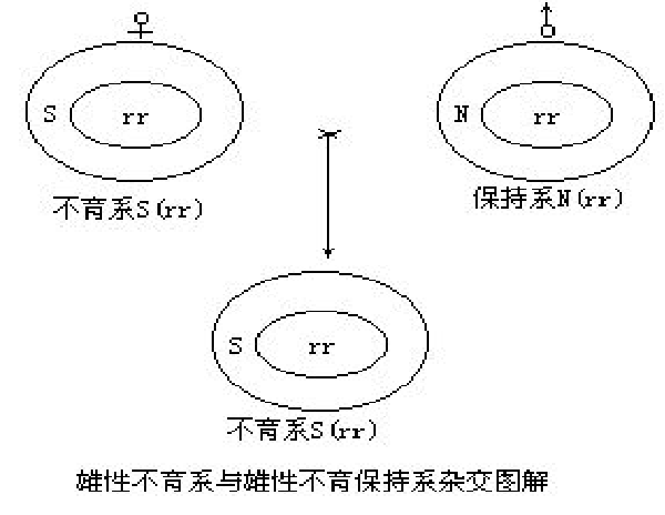 三系杂交水稻:是指雄性不育系,保持系和恢复系三系配套育种,不育系为
