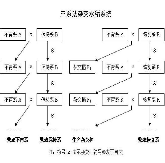 乐知·善思·勤学·会用 两系法