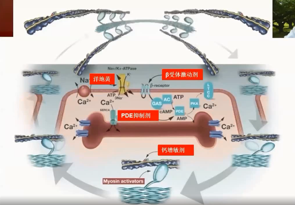 目前主要分为四大类:   na -k -atp酶抑制剂:洋地黄类;   儿茶酚胺类