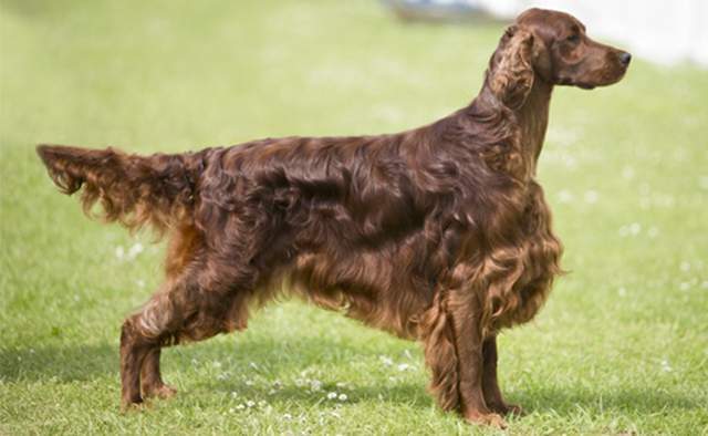 寻根问祖系列(50):爱尔兰赛特犬(irish setter)