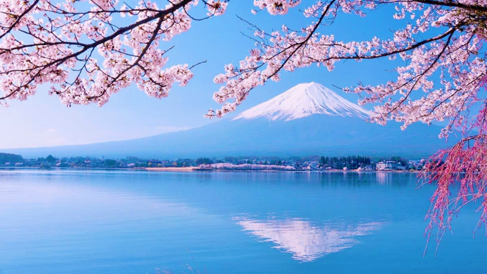 雪洒富士山,看樱花开满山头,象征爱情纯美的样子