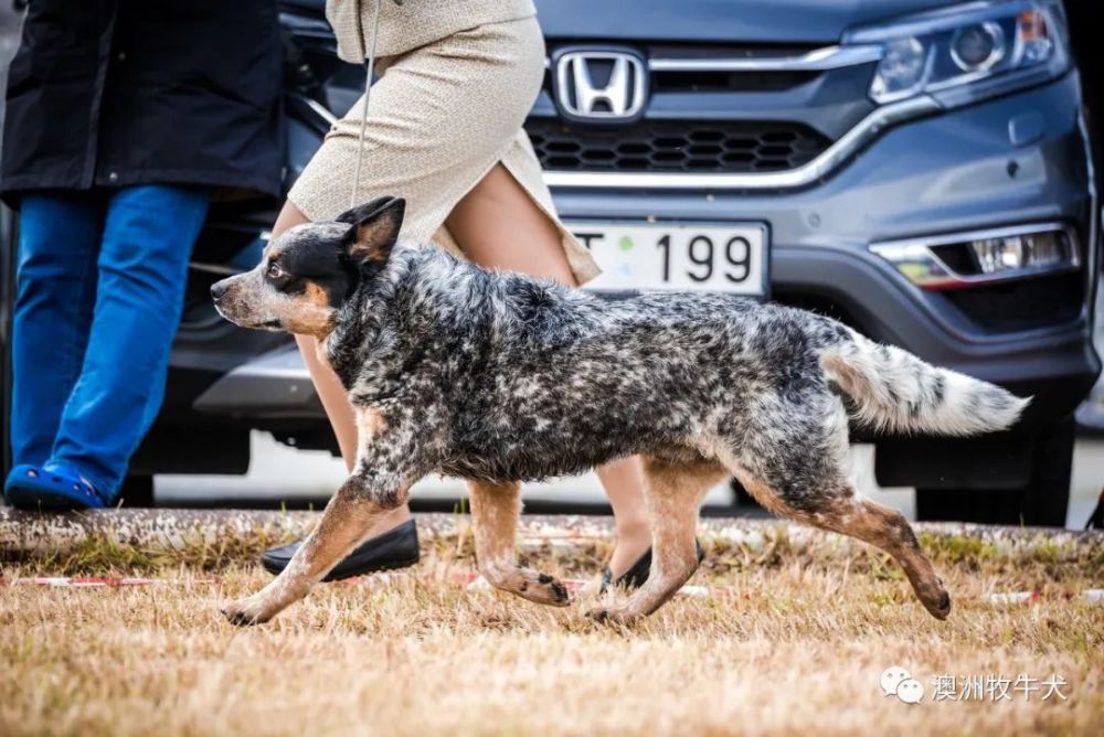 澳洲牧牛犬ezhi,欧洲超级种公,七国登录冠军,世界杯欧洲杯冠军