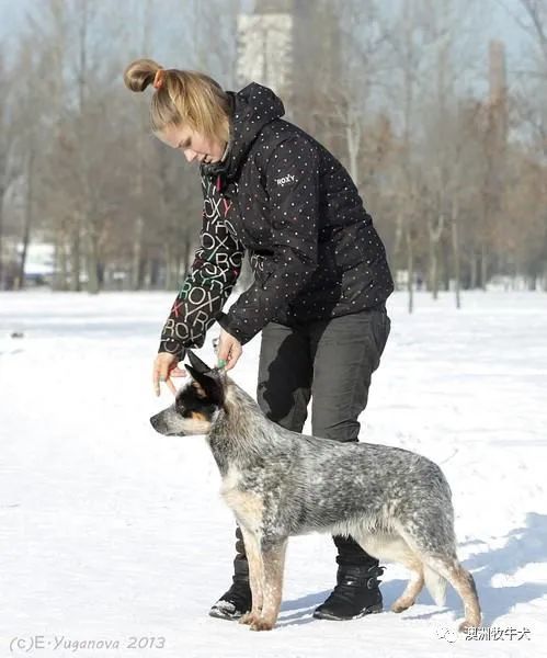 澳洲牧牛犬ezhi,欧洲超级种公,七国登录冠军,世界杯欧洲杯冠军