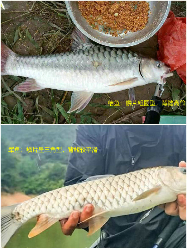 云南钓鱼人钓起几条"军鱼",长江君:其实是更稀少的结鱼