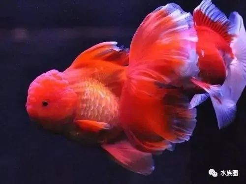 中国金鱼弘扬国粹,康康这些简单又漂亮的金鱼缸.