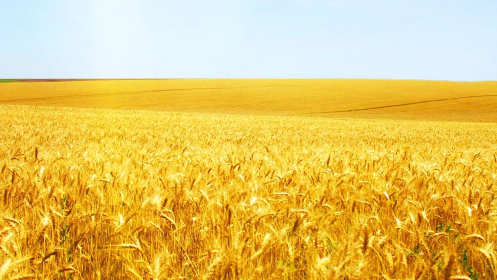 定州做好麦田管理,确保夏粮丰收