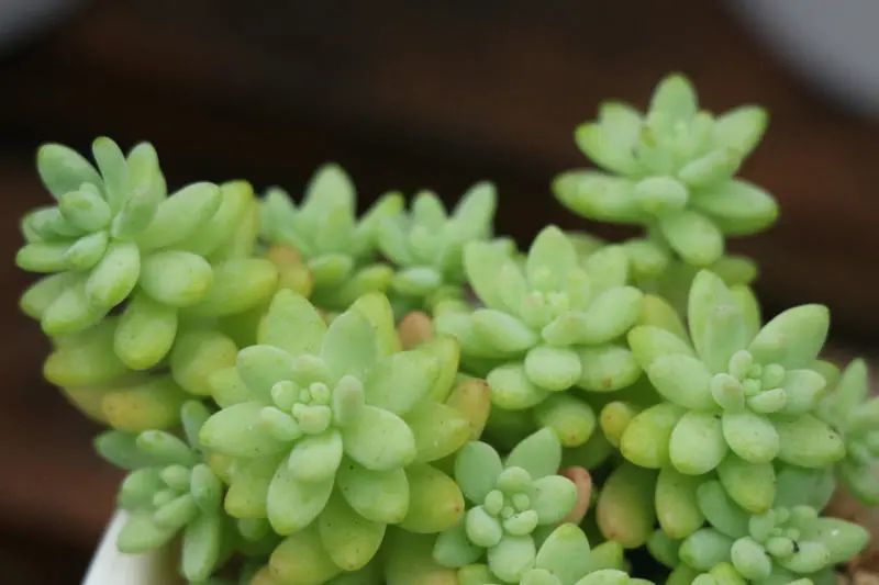 花团锦景天科景天属多肉植物易分支群生叶长椭圆状