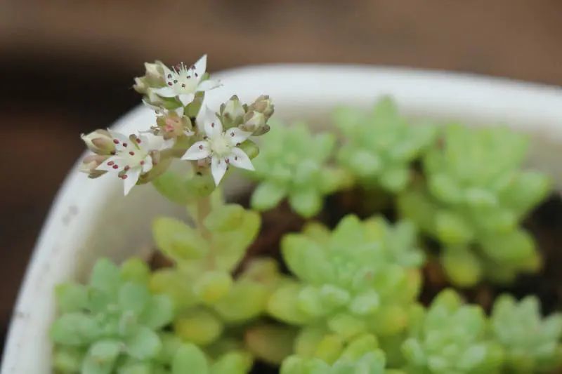 "花团锦"景天科景天属多肉植物,易分支群生,叶长椭圆状