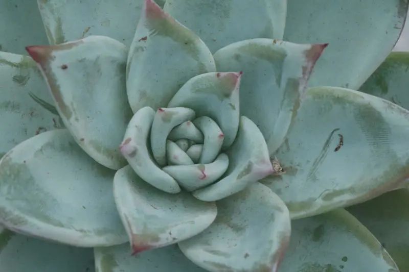 "原始卡罗拉"景天科拟石莲花属多肉植物,大型种,出状态还是蛮好看得